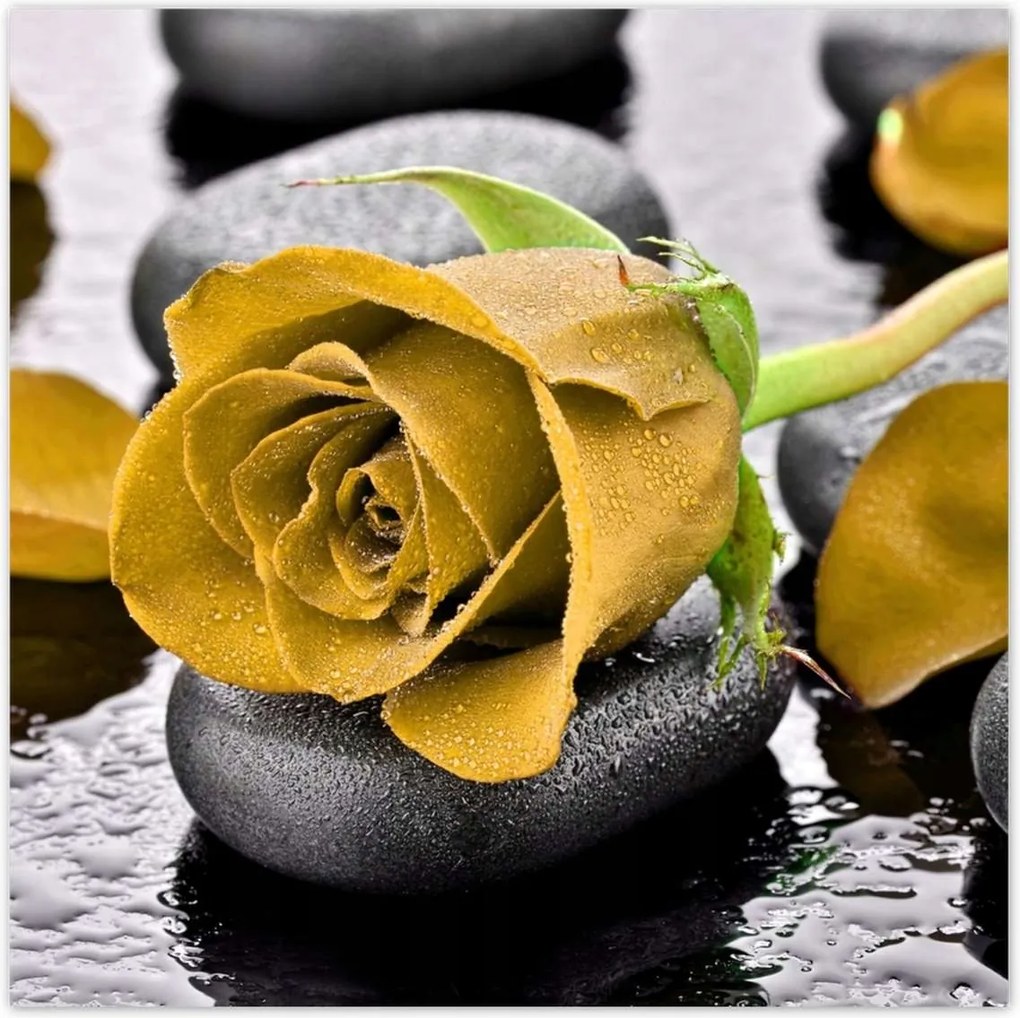 Poszterek 30x30 Sárga rózsa köveken