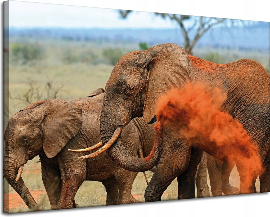 Vászonkép Elefánt pár szavanna Afrika Természet 120x80 cm