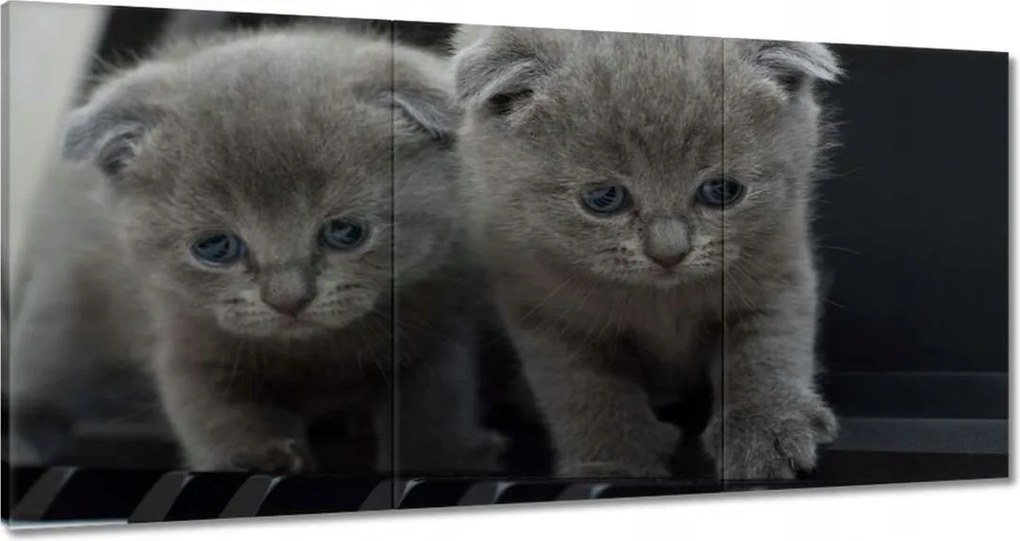 Vászonkép 180x90 Brit macska Kiscicák