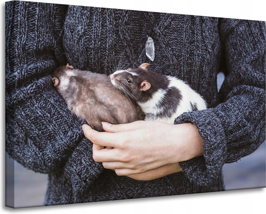 Vászonkép Állatok Rágcsálók 90x60 cm