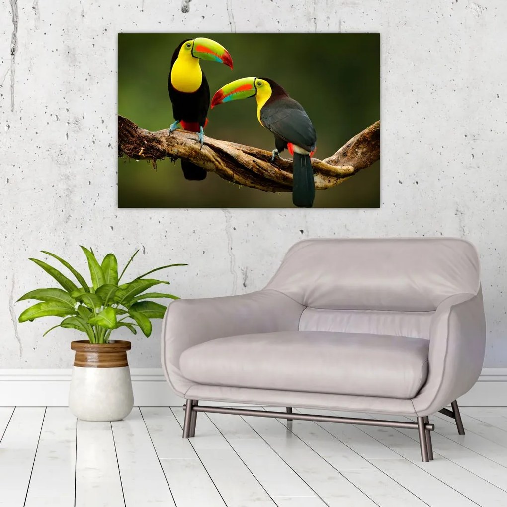Ülő tukánok képe, Costa Rica (90x60 cm)