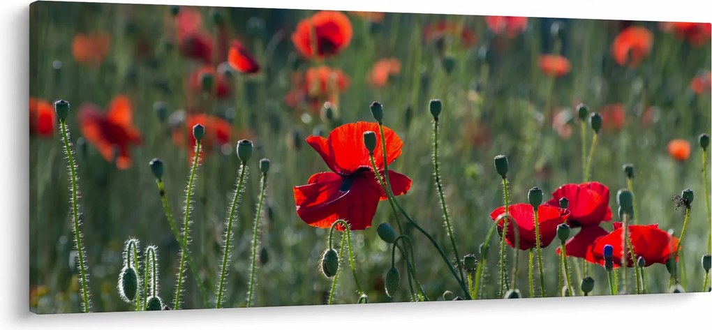 Kép - Rét mák virággal (120x50 cm)