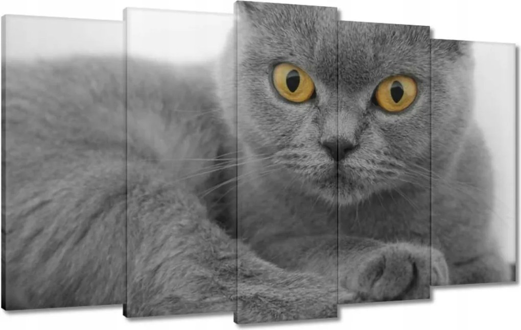 Vászonkép 100x60 Szürke brit cica