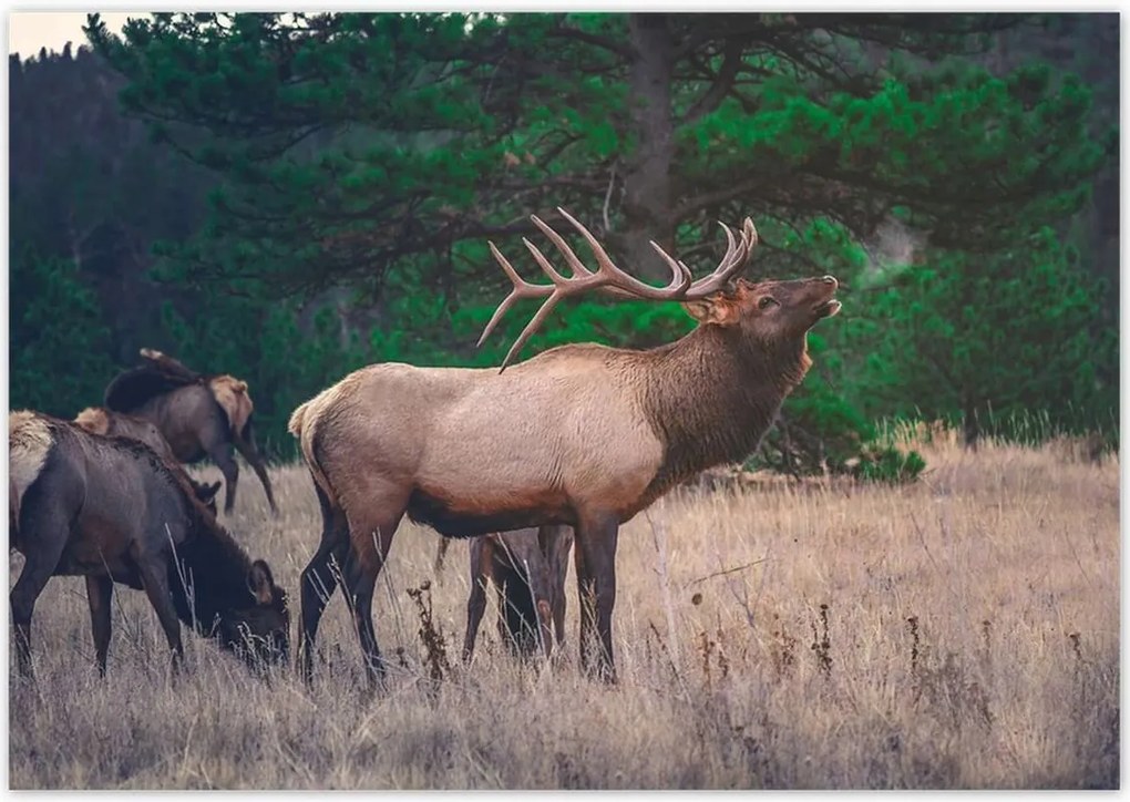 Poszterek 100x70 Szarvas Erdő Tájkép