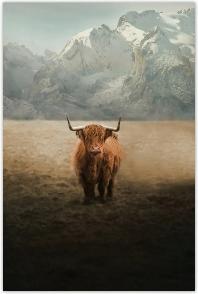 Poszter 60x90 Skót tehén szarvasmarha