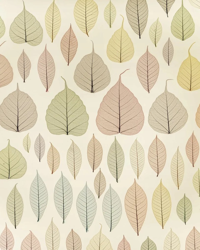 Poszter 40x50cm Csontváz levelek, Assaf Frank