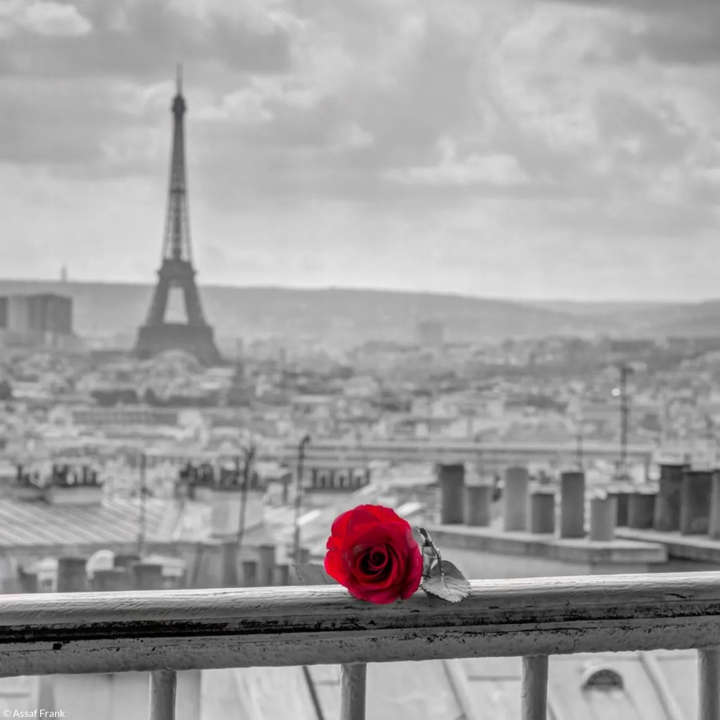 Poszter 20x20cm Rózsa az erkély korlátján Eiffel-toronnyal a háttérben, Assaf Frank