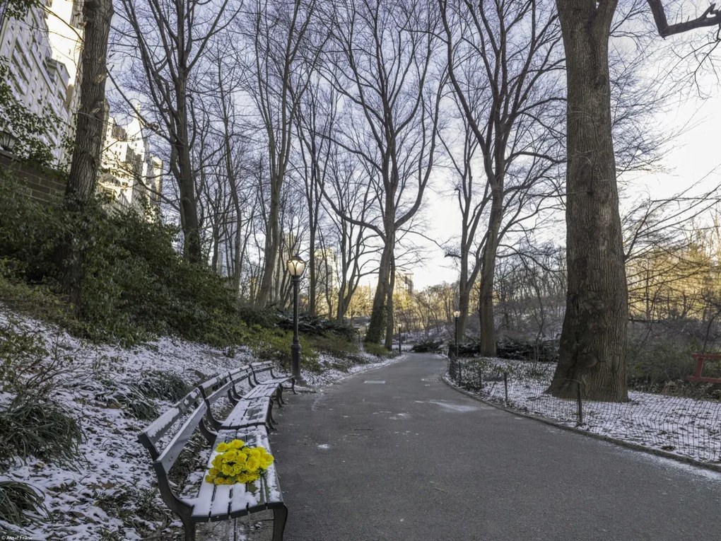 Poszter 40x30cm Egy csokor sárga virág egy padon a parkban, Assaf Frank