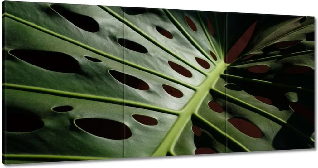 Vászonkép 180x90 Mosnter levelei lyukas