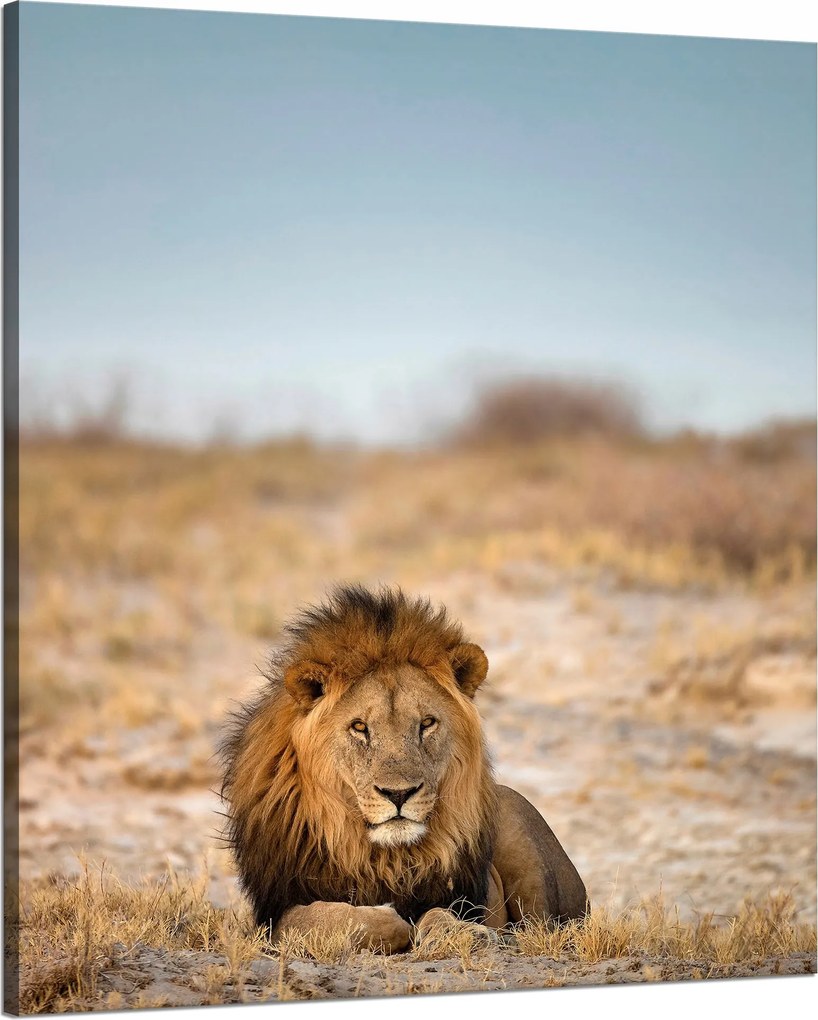 Vászonkép Oroszlán a szavannán Természet 80x100 cm
