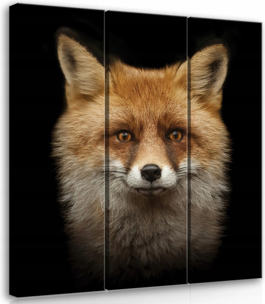 Vászonkép 90x100 Vörös róka állat portré természet vad tekintet rejtély