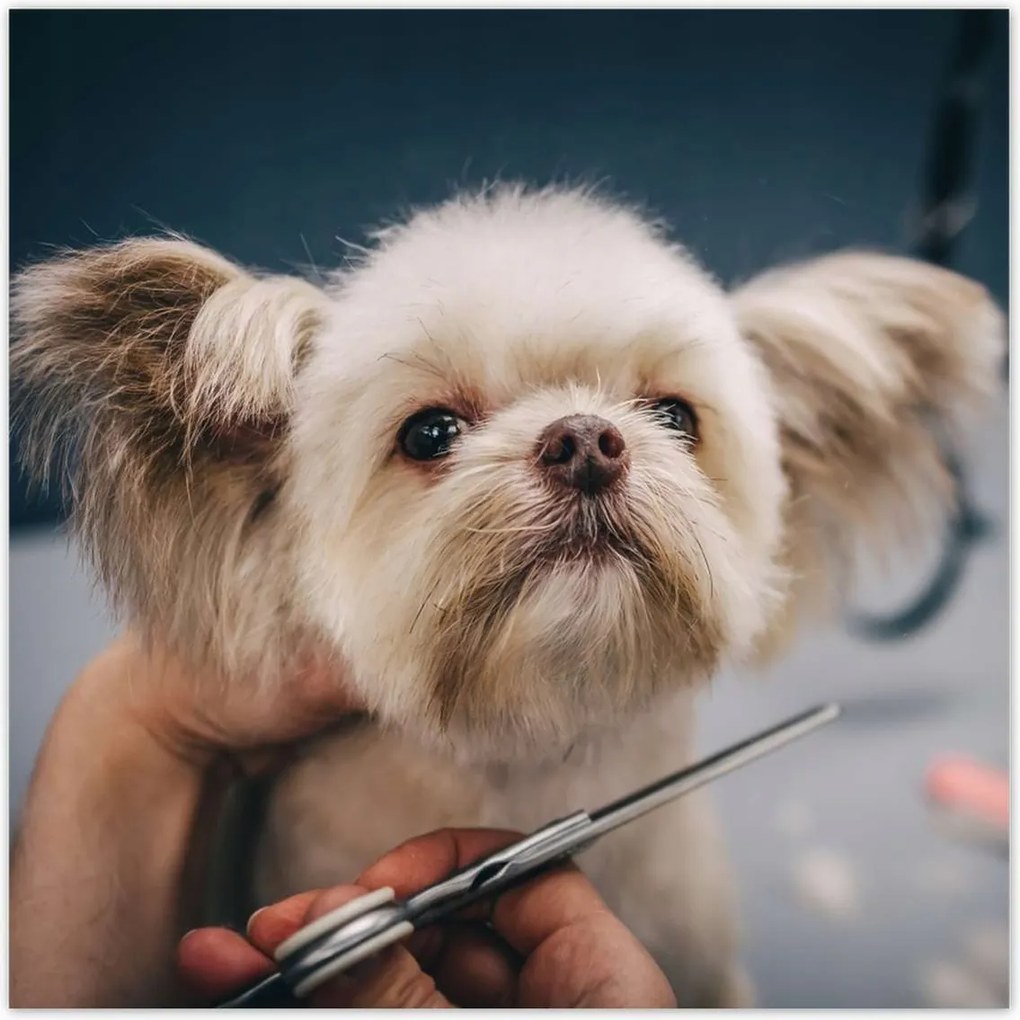 Poszterek 30x30 Kutya a Groomer nappaliban