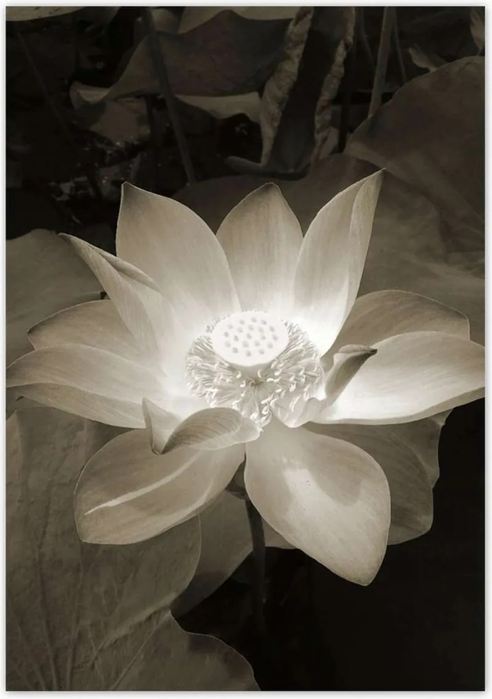 Poszterek 70x100 Lótusz Lótuszvirág