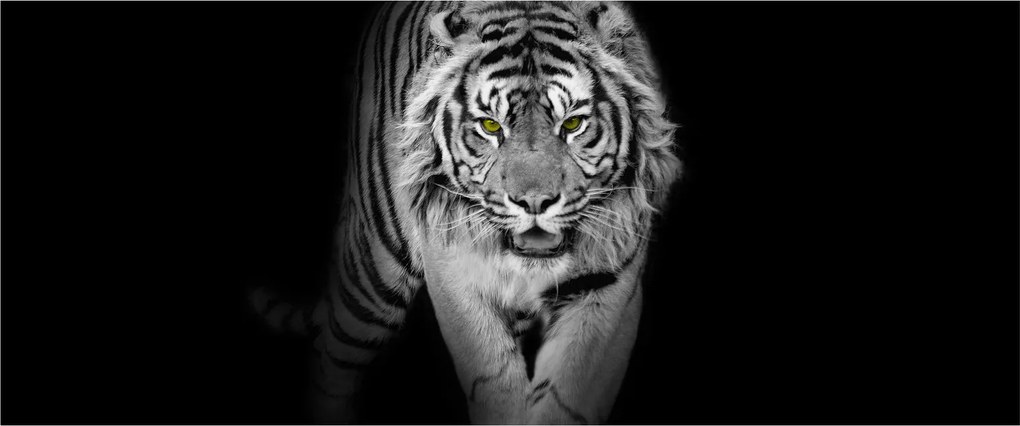 Kép - Sárga szemű tigris (120x50 cm)