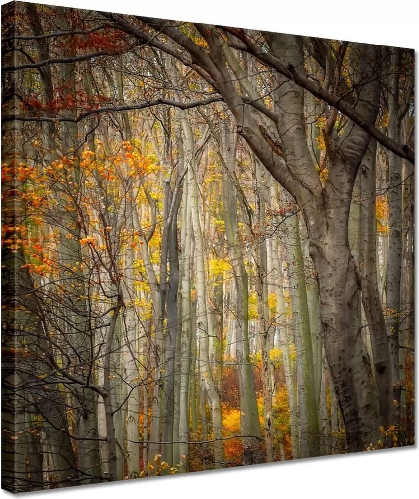 Vászonkép 30x30 Tájkép Látvány