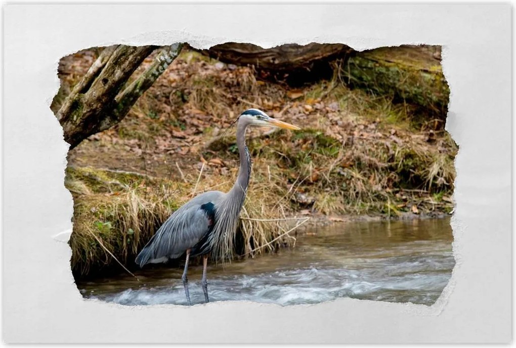 Poszterek 60x40 Kalapos madár Tájkép Kilátás