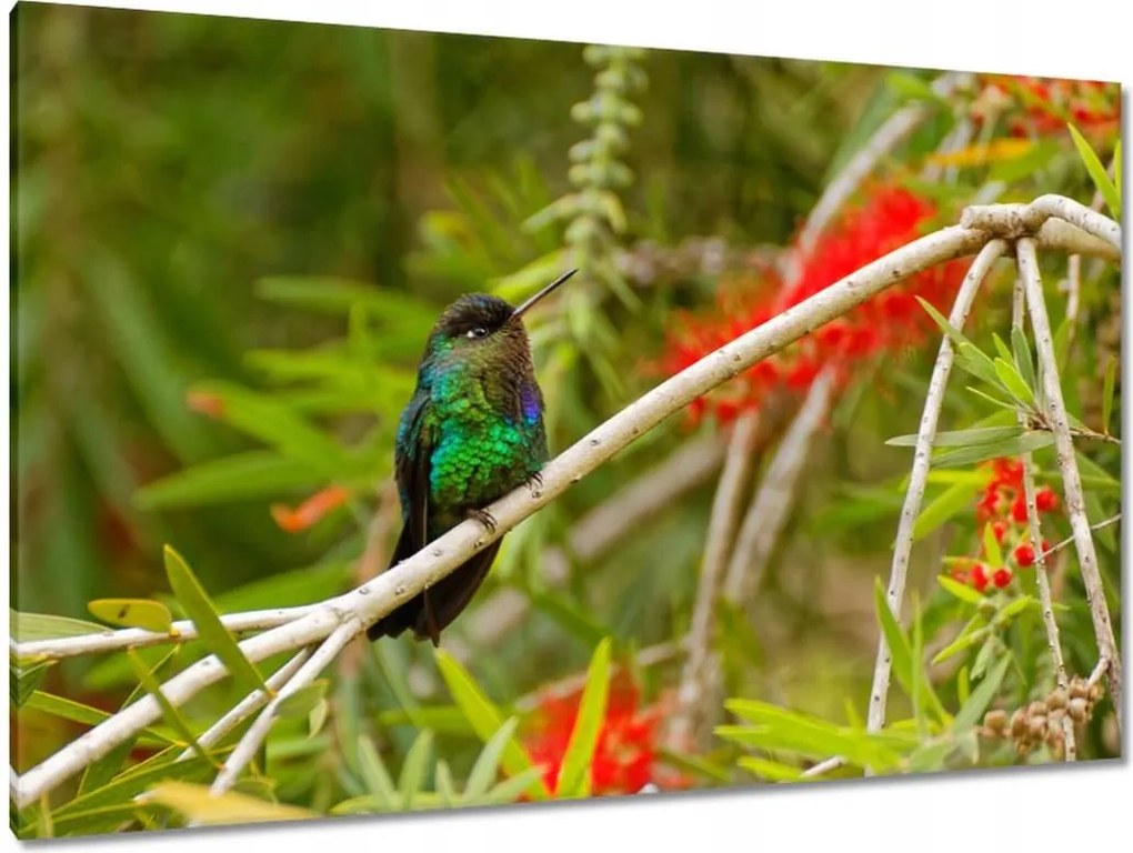 Vászonkép 120x80 Madarak