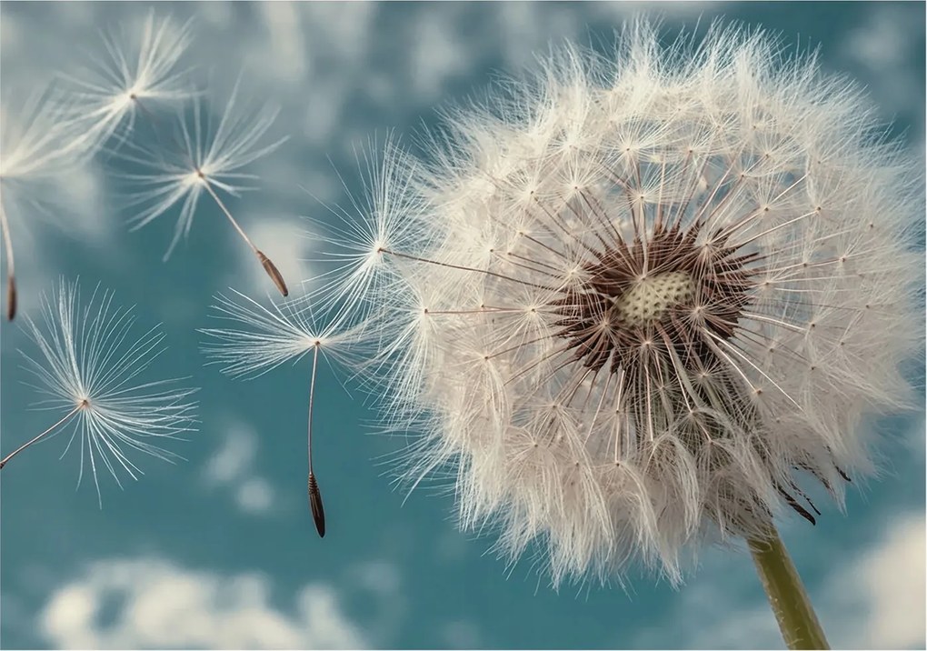 Fotótapéta Flizelin az Otthon szobájába 3D Könnyű éteriség 312x219 Ragasztó