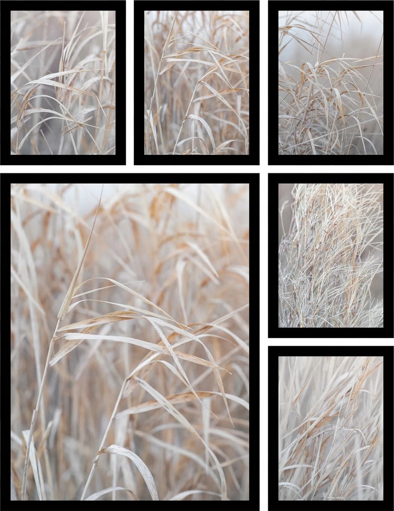 Poszter szett 6db boho fű növények finom elmosódás Bézs