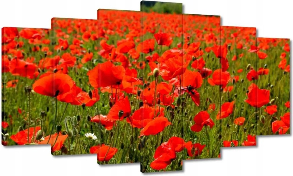 Vászonkép 140x80 Pipacsok tengere