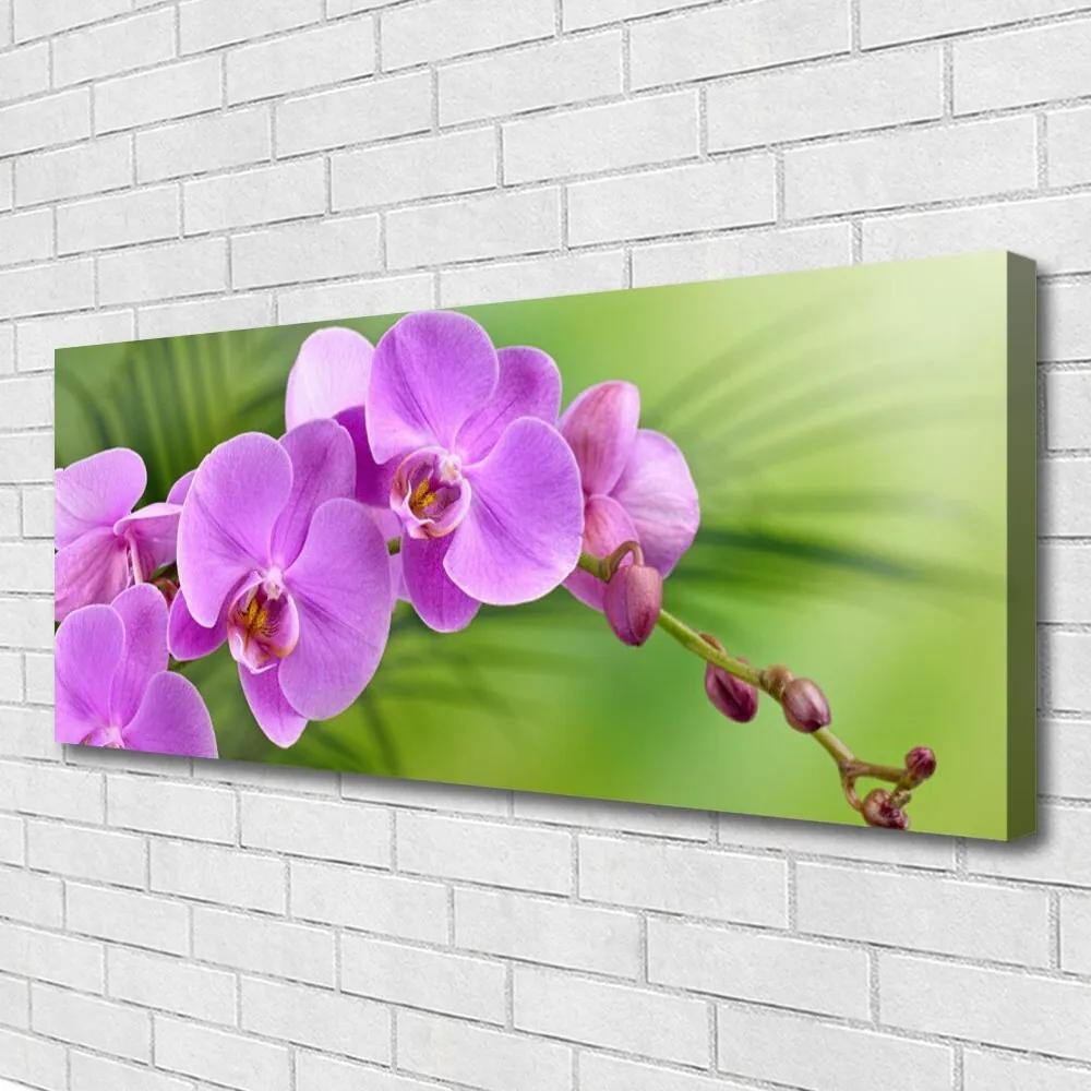 Vászonkép Orchidea Orchidea Virág 100x50 cm