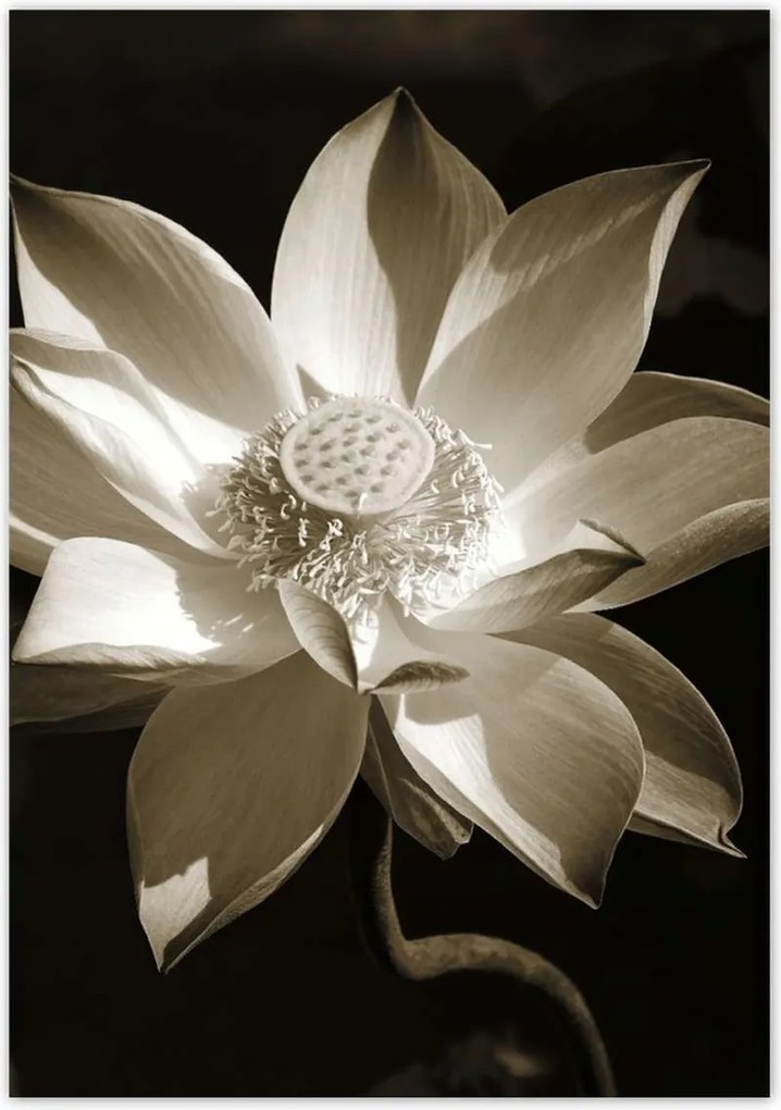 Poszterek 70x100 Lótusz Lótuszvirág