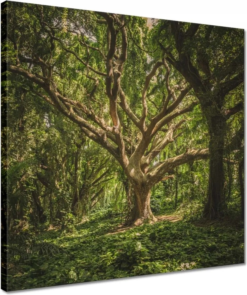 Vászonkép 40x40 Fa a parkban