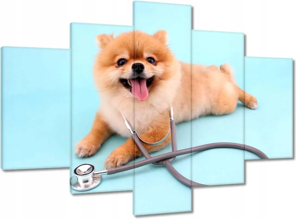 Képek 150x105 Kutya sztetoszkóppal