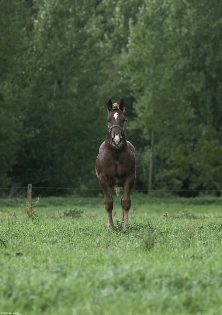 Poszter 21x29,7cm Ló áll a mezőn, Assaf Frank