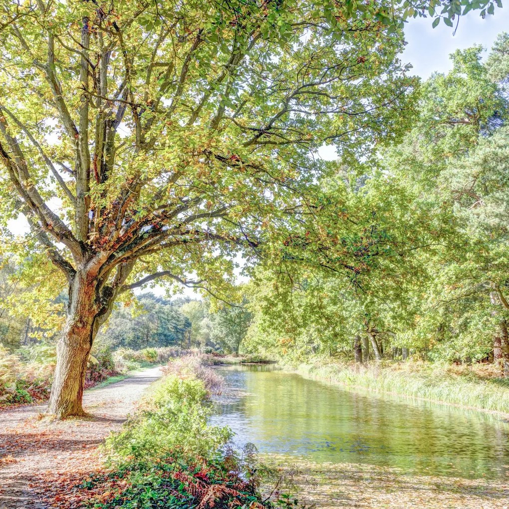 Poszter 80x80cm Ösvény a csatorna felett az erdőben, Assaf Frank