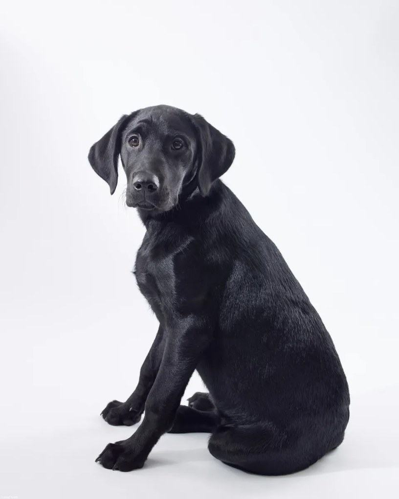 Poszter 40x50cm Fekete labrador fehér alapon 2, Assaf Frank