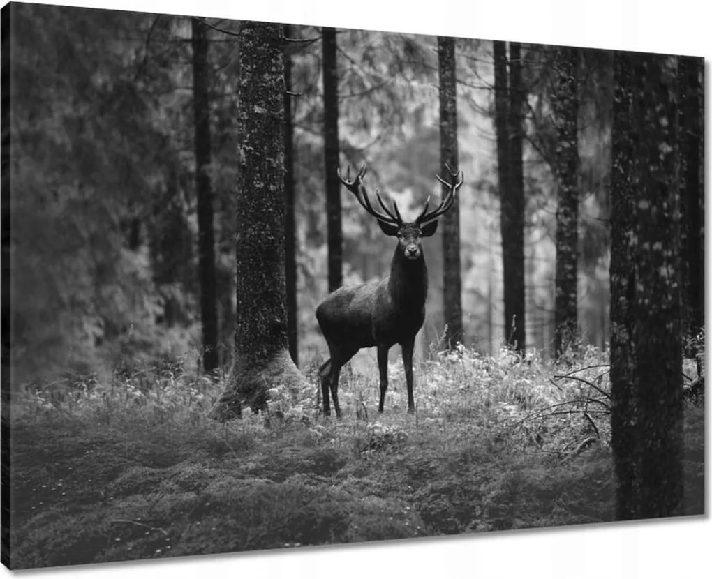 Vászonkép 70x50 Szarvas az erdőben B&amp;w