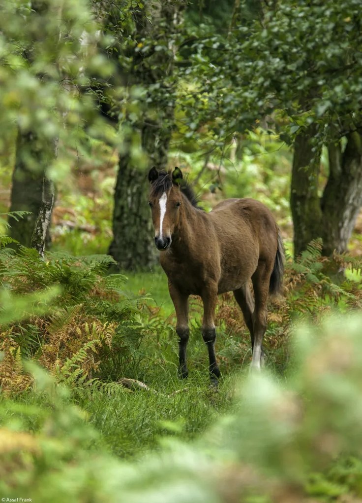 Poszter 20,5x28,4cm Vad ló, Assaf Frank