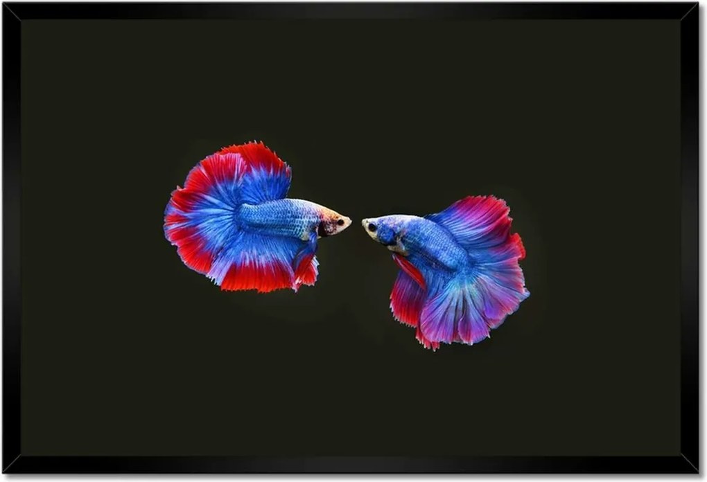 Poszterek keretben 60x40 Színes két harcos