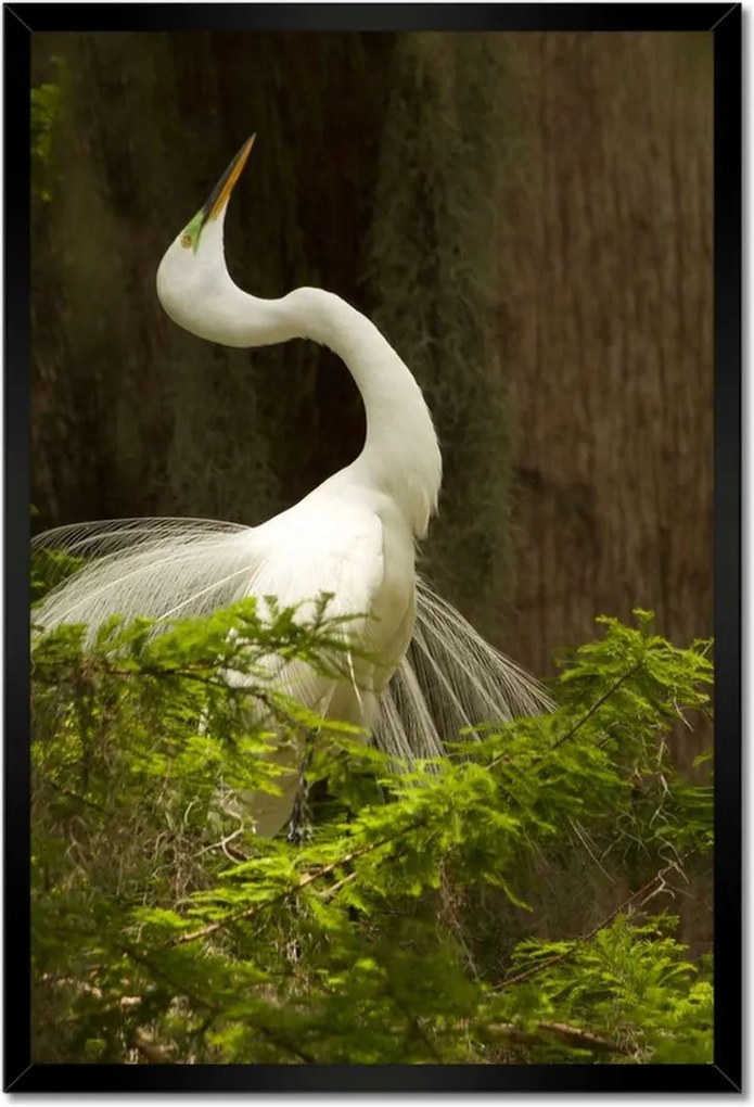 Poszterek keretben 40x60 Kalapos madár Tájkép Kilátás