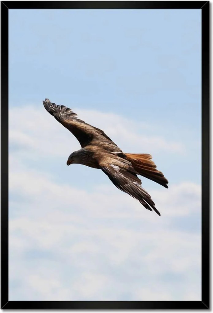 Poszterek keretben 40x60 Veszélyes ragadozó repülése