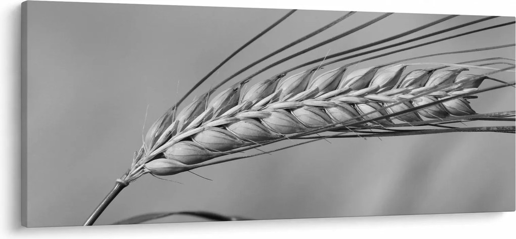 Kép - Búza, fekete-fehér (120x50 cm)