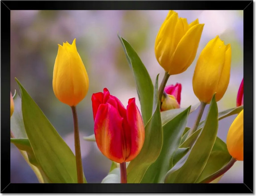 Poszterek keretben 40x30 Tulipánok Virágok