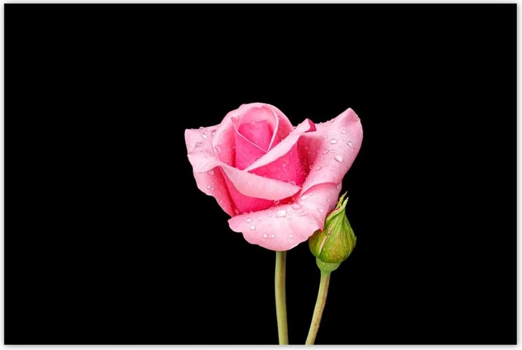 Poszterek 120x80 Rózsaszín rózsabimbó