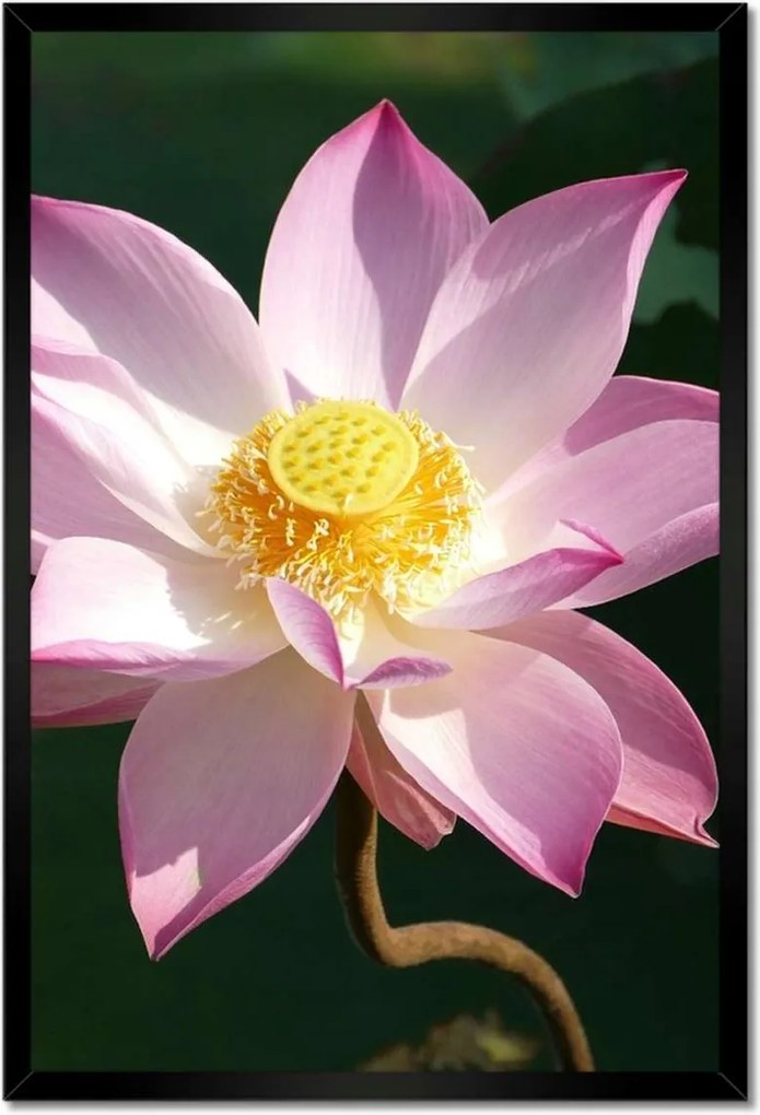 Poszterek keretben 40x60 Lótusz lótuszvirág