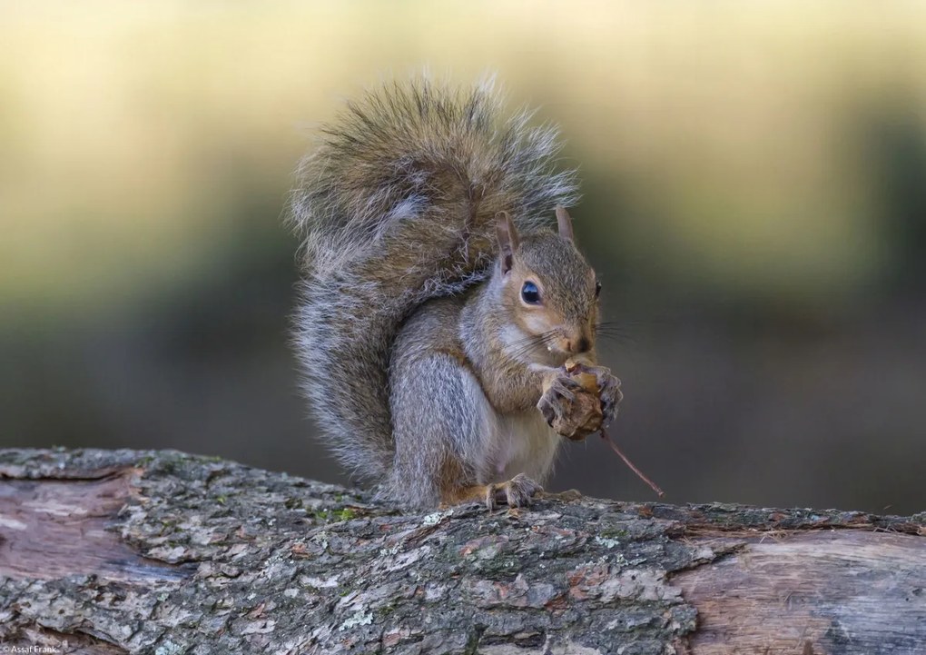 Poszter 29,7x21cm Diót evő mókus, Assaf Frank