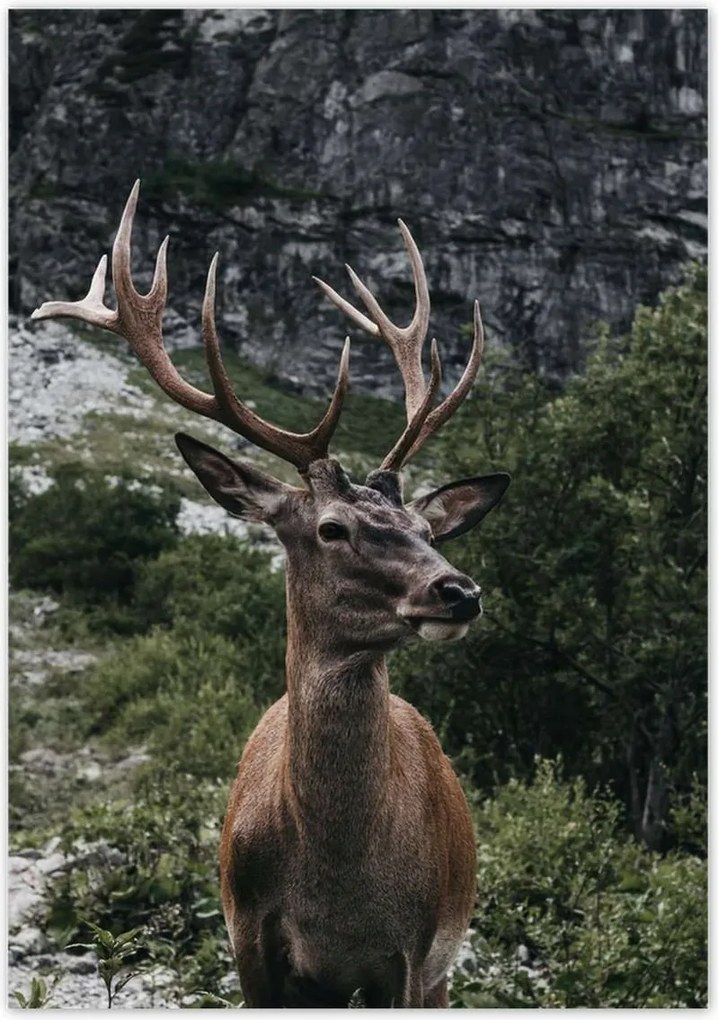 Poszterek 70x100 Szarvas felszarvazott