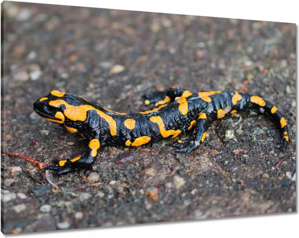 Vászonkép 100x70 Foltos szalamandra
