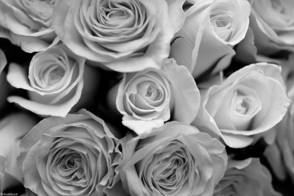 Poszter 30x20cm Közelkép rózsafüzérhez, Assaf Frank