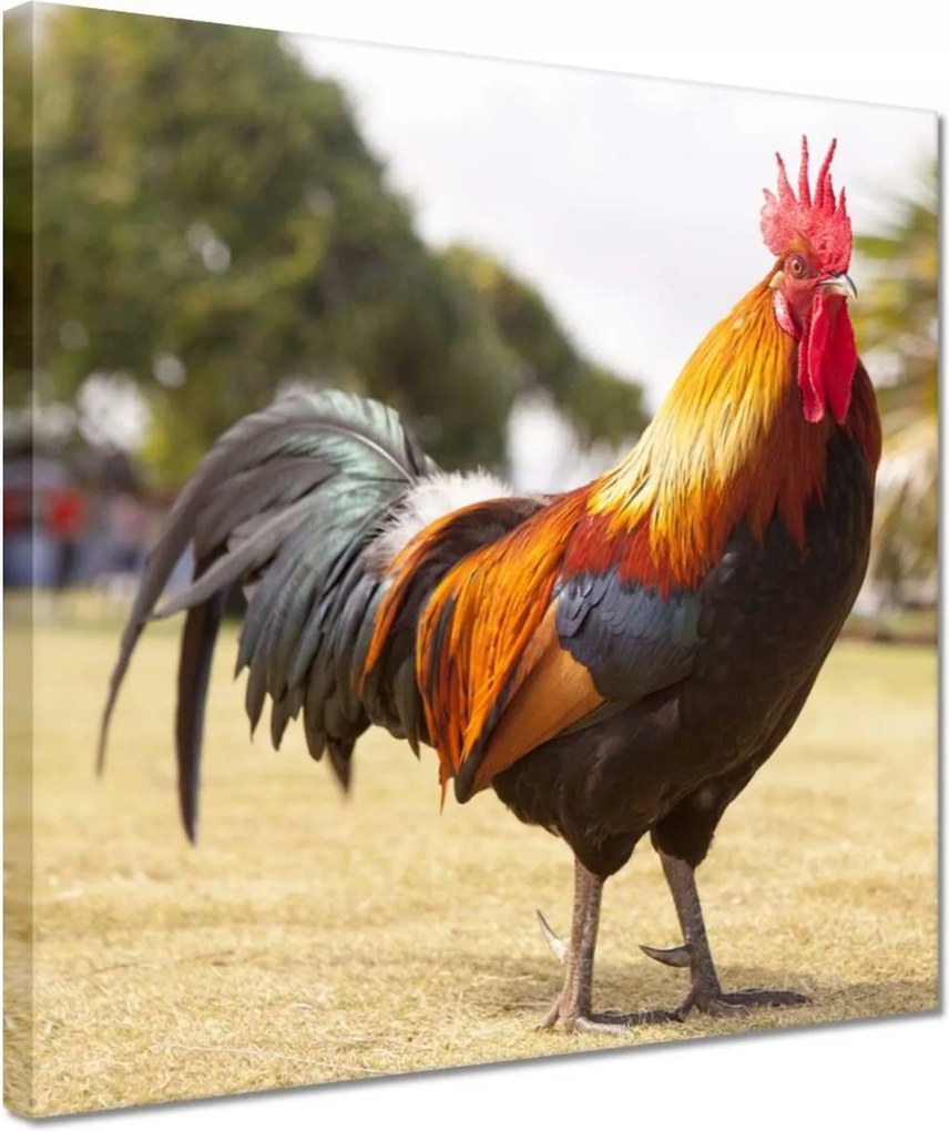 Vászonkép 30x30 Kakas