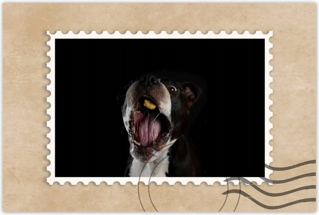 Poszterek 90x60 Amstaff Evés Kutya