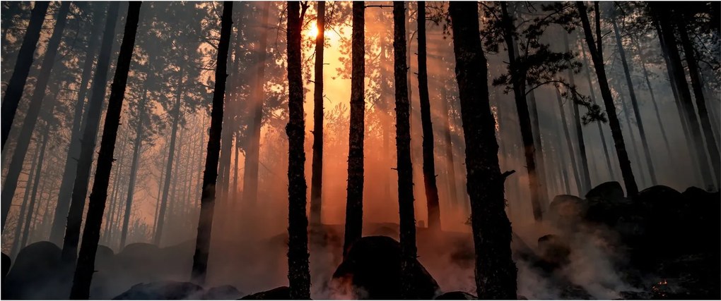 Sötét erdő képe (120x50 cm)