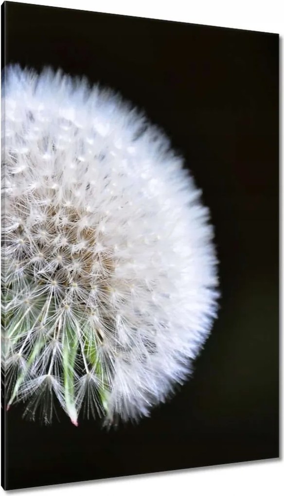 Vászonkép 80x120 Pitypang Virág Virágok