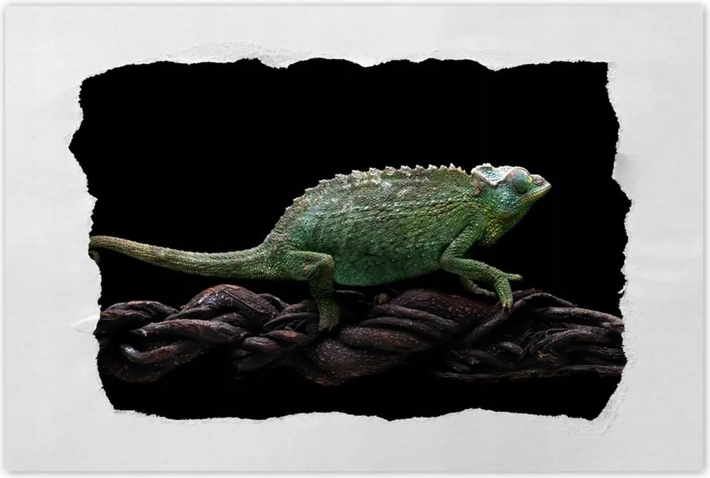 Poszterek 120x80 Hosszú zöld kaméleon