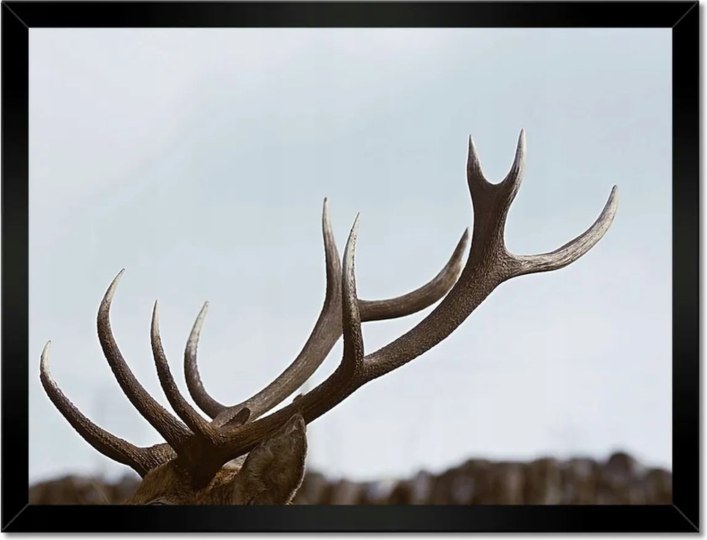 Poszter keretben 40x30 Szarvas felszarvazott